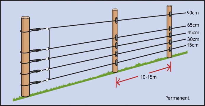 Ideal wire heights for permanent fencing for sheep © Rappa